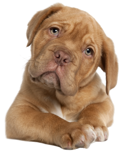 hunde werbung neu 1.png