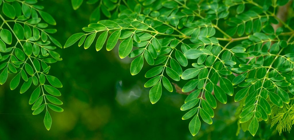 Grüne Blätter einer Pflanze – Symbol für Natur, Vitalität und Gesundheit