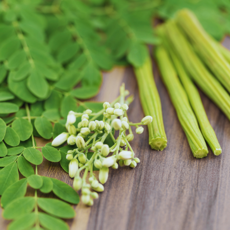 Moringa Blätter und Blüten – natürliche Ergänzung für Hunde