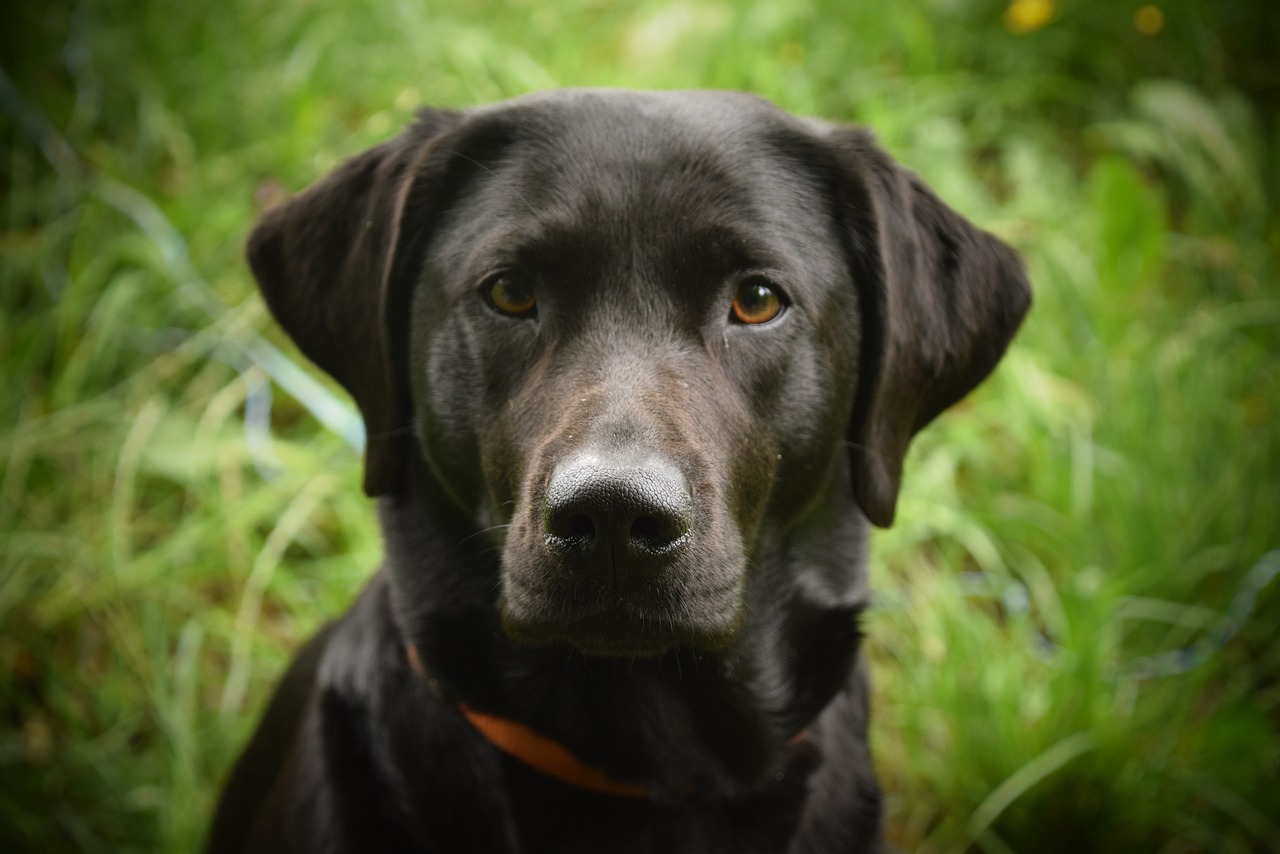 dog, canine, animal, pet, domestic, labrador, hund