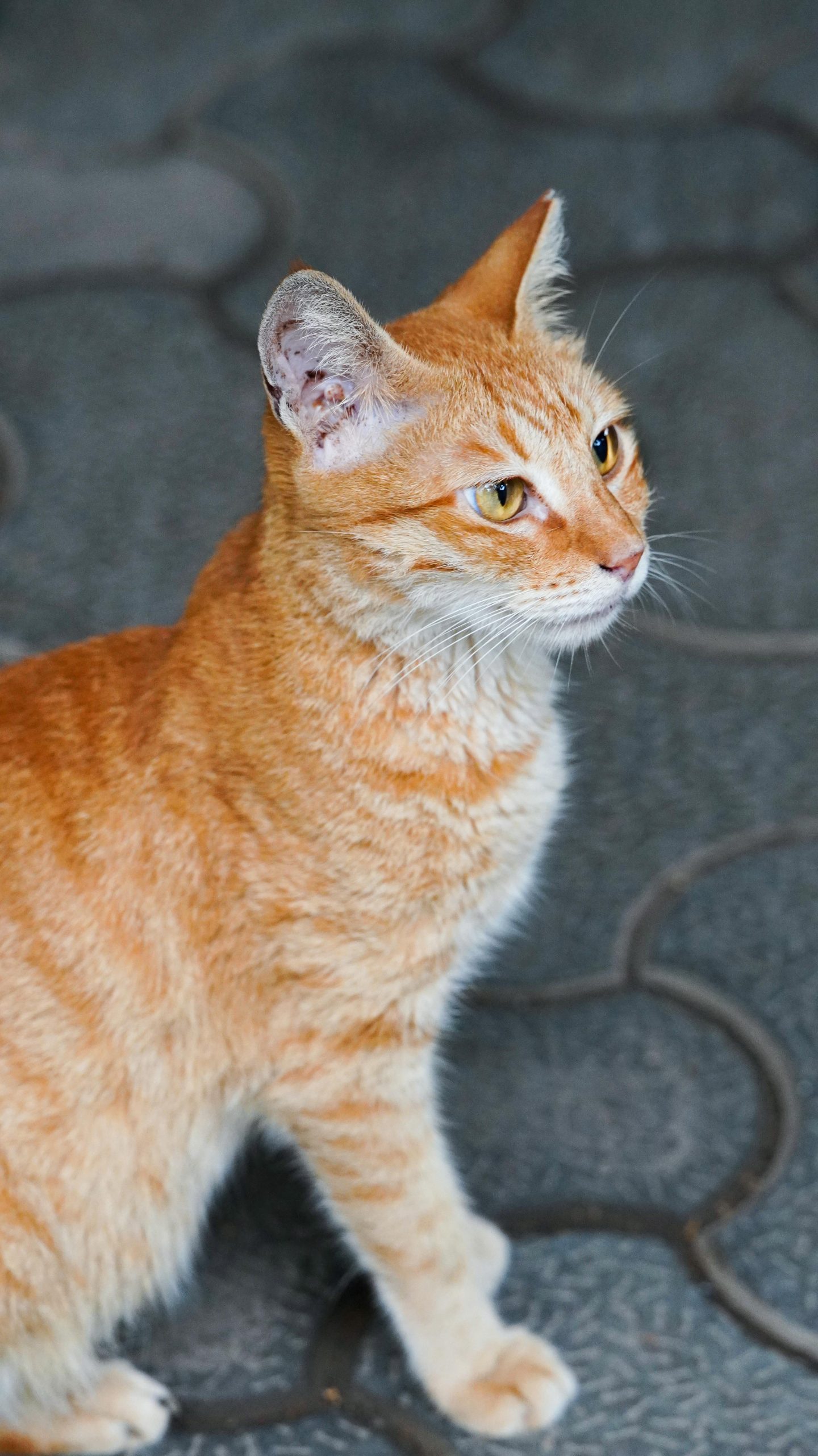 Ginger cat standing alert on a pavement in Mumbai, India.