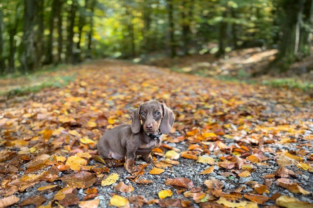 Dackelwelpe sitzt auf einem herbstlichen Waldweg mit Laub