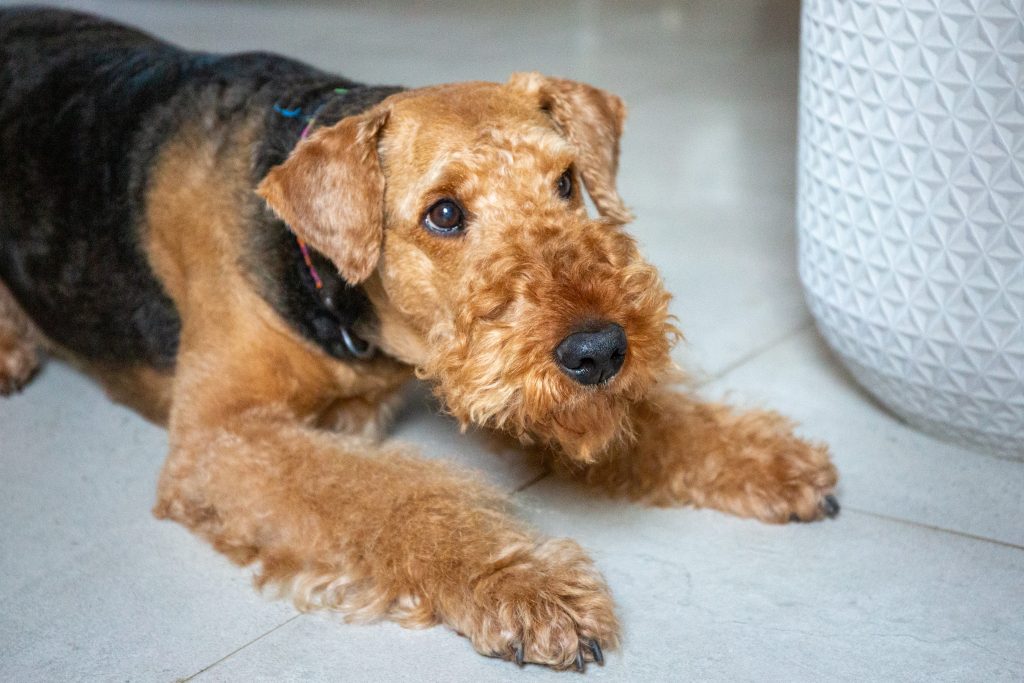 Hund liegt entspannt im Zuhause und schaut aufmerksam – Ruhe und Vertrauen