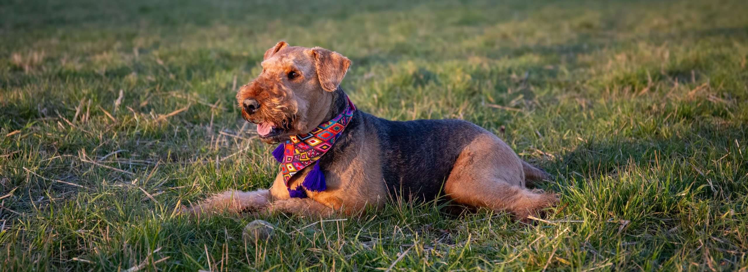 Hund mit Fell – Ratgeber zu stumpfem Fell beim Hund