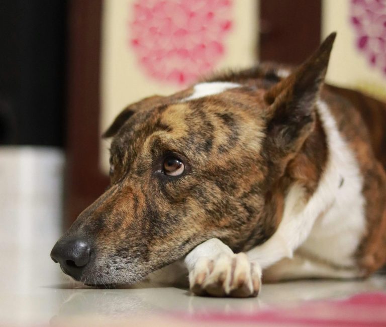 Hund mit ruhigem Ausdruck – mögliche Fellprobleme beim Hund