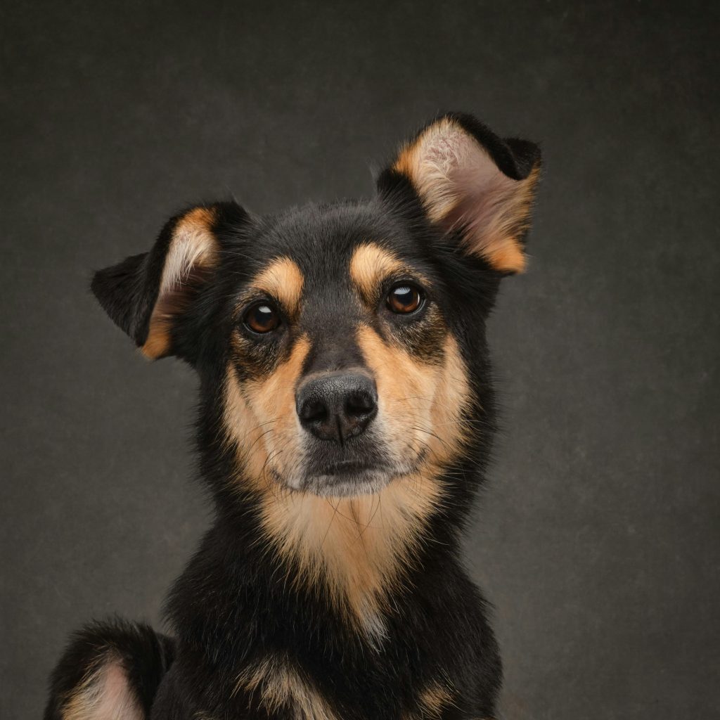 Hund mit ruhigem Blick