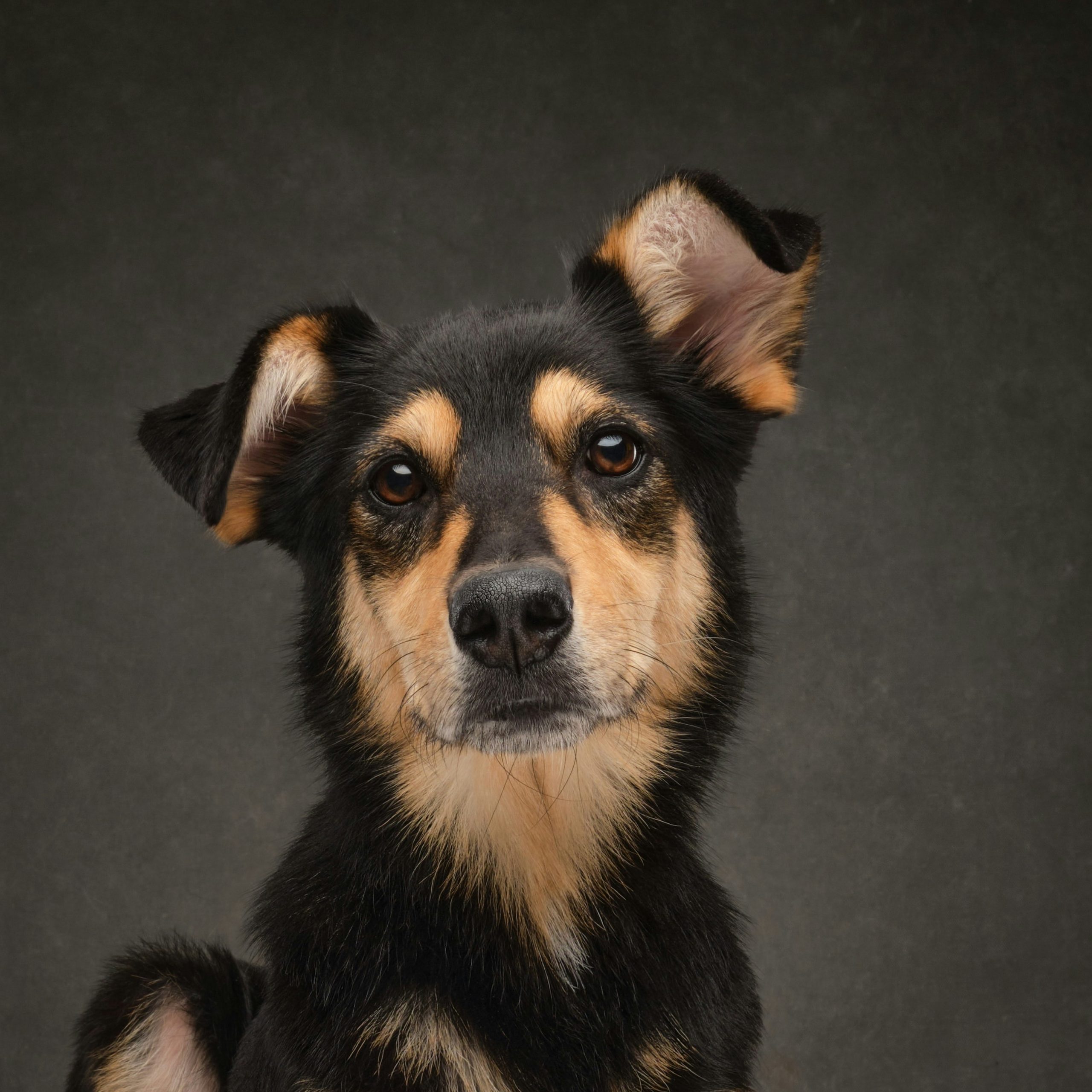 Hund mit aufmerksamem Blick und gepflegtem Fell – Beispiel für gesunde Fellstruktur beim Hund