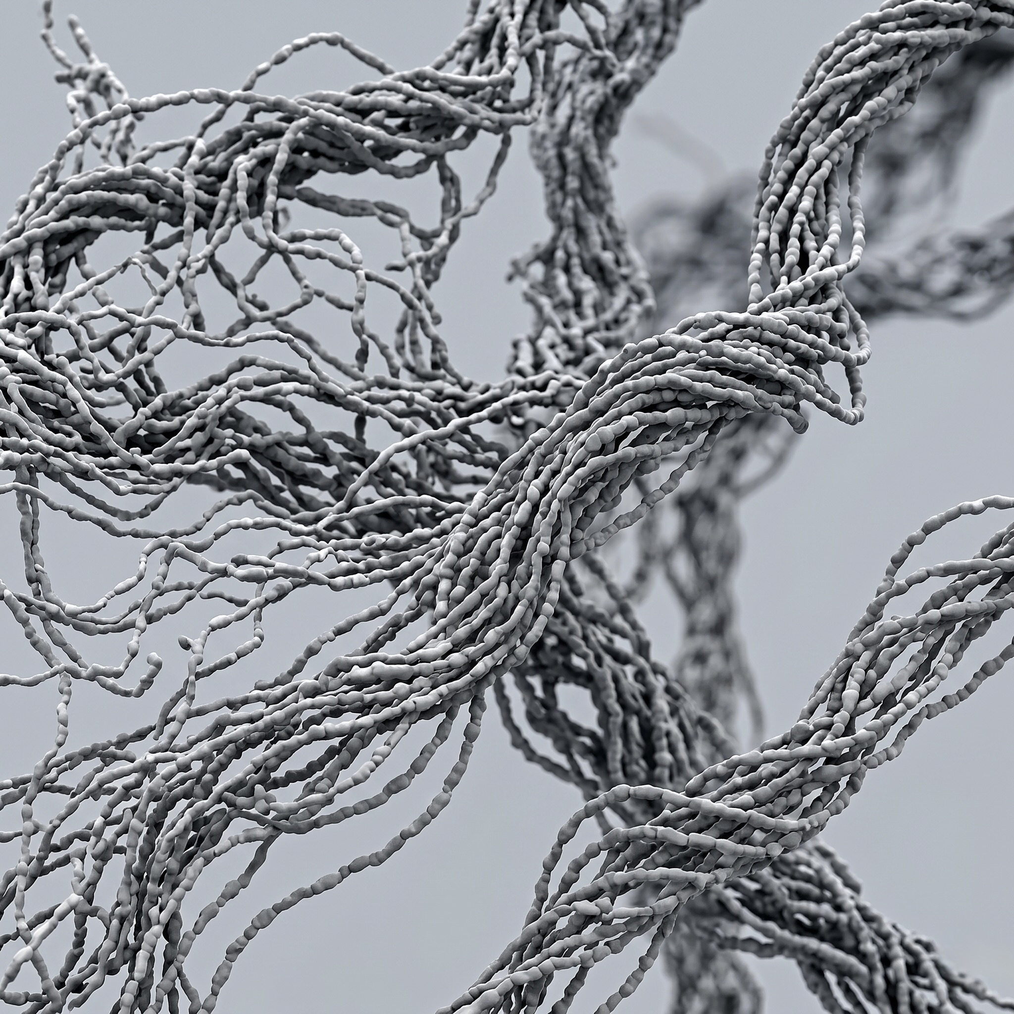 Betaglucan — β-1,3/1,6-Glucane aus Hefe-Zellwand