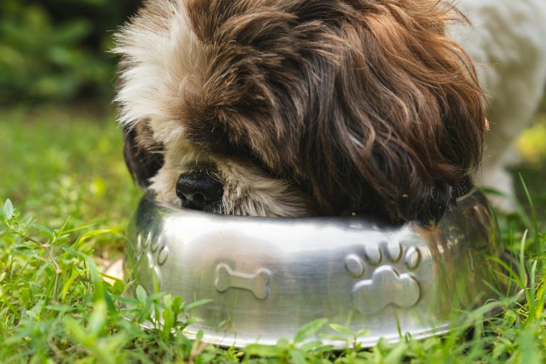 Hund frisst aus Napf – Ernährung als Ursache für Fellprobleme