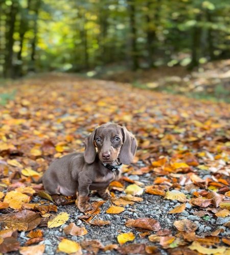 Dackelwelpe sitzt auf einem herbstlichen Waldweg mit Laub